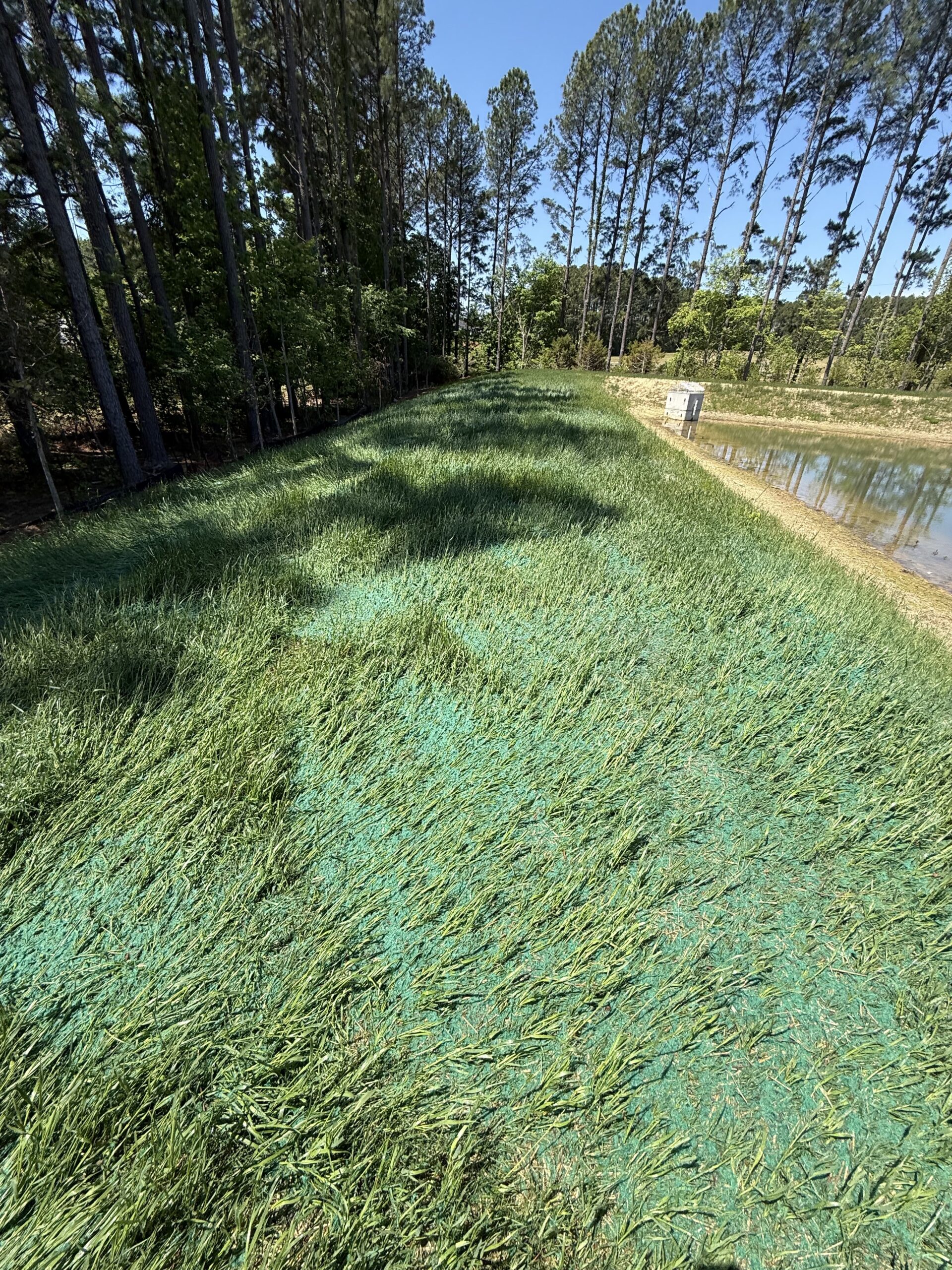 Established lawn after hydroseeding in Colonial Heights
