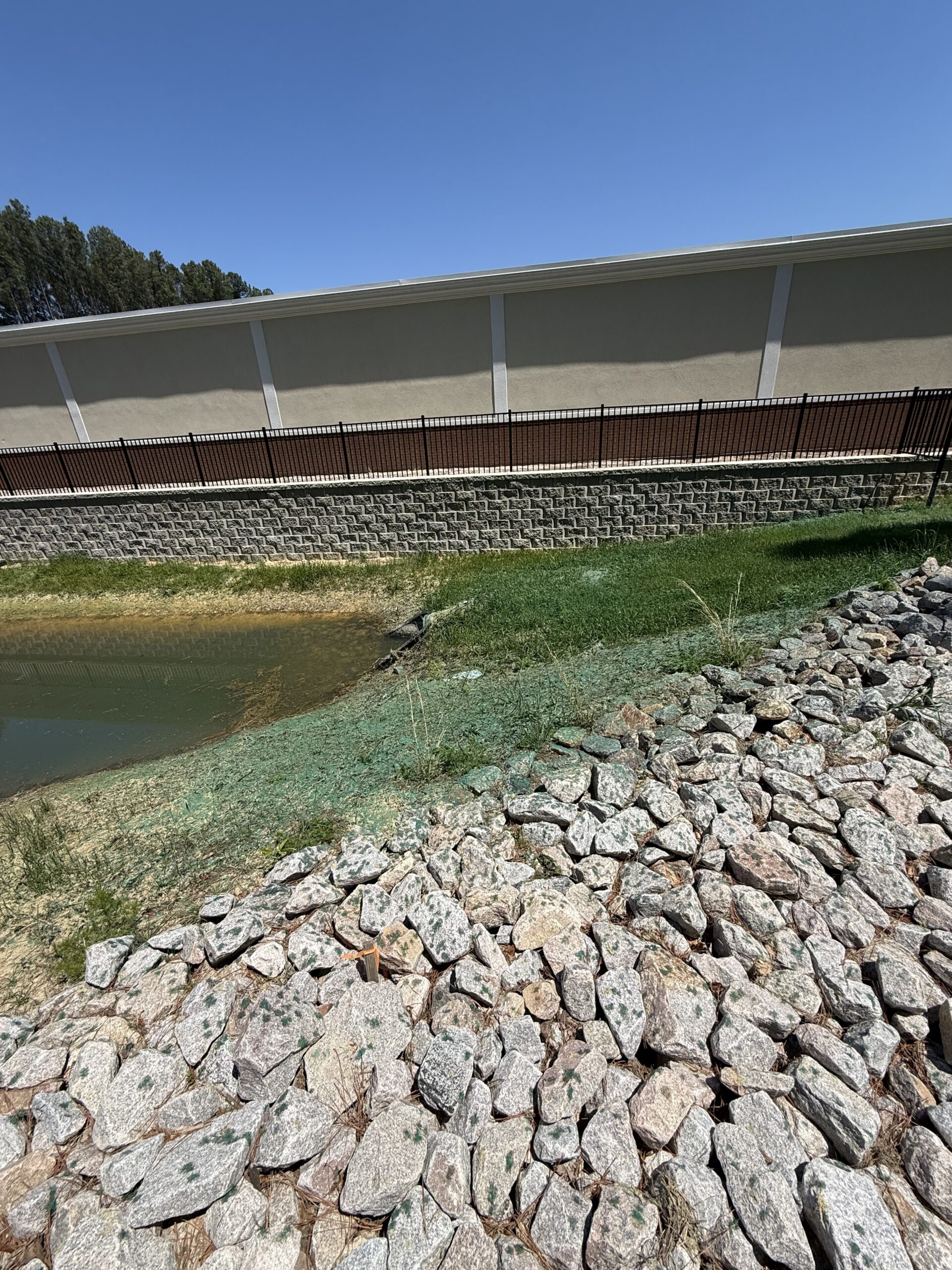 First growth after hydroseeding in Colonial Heights